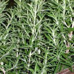 rosemary