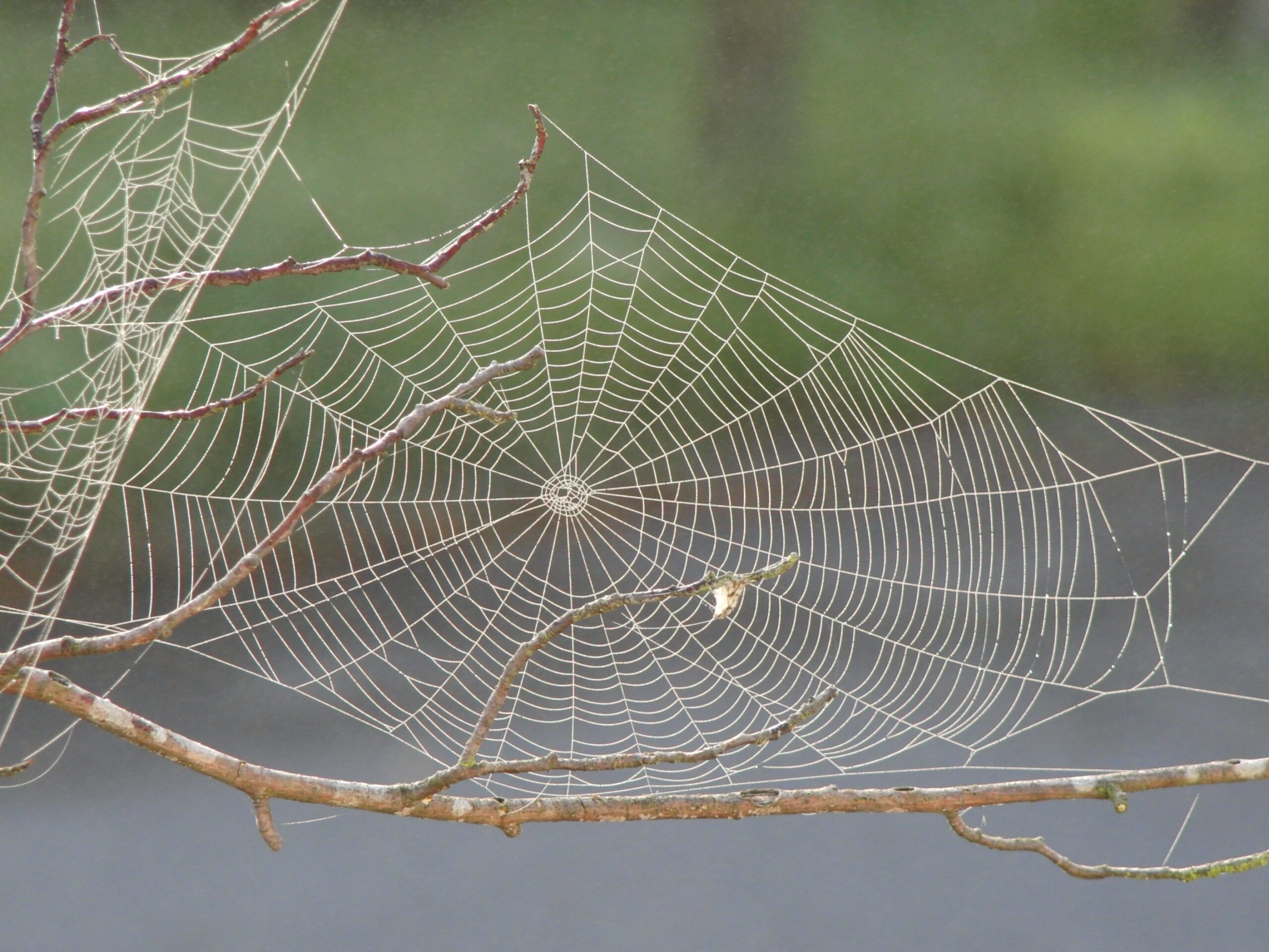 Spider Webs Spider Web Adaptations