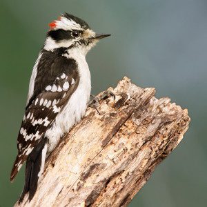 Downy_Woodpecker01