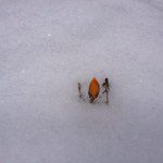 crocus.snow