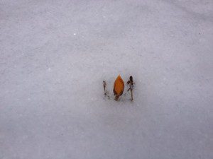 crocus.snow