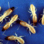 termites