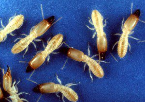 termites