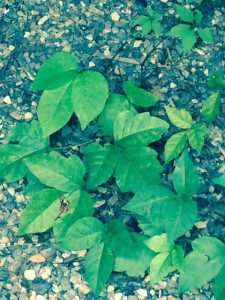 poisonivy.light.small