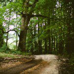 forest-trees-path