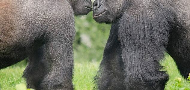 gorilla bullying