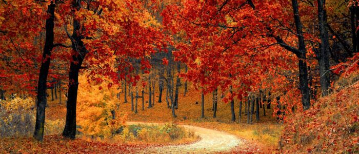 Red Leaf Trees Near the Road