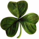 shamrock