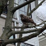 Hawk on branch