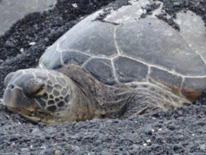 Green turtle Hawai'i