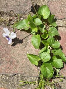 violet growing from sidewalk