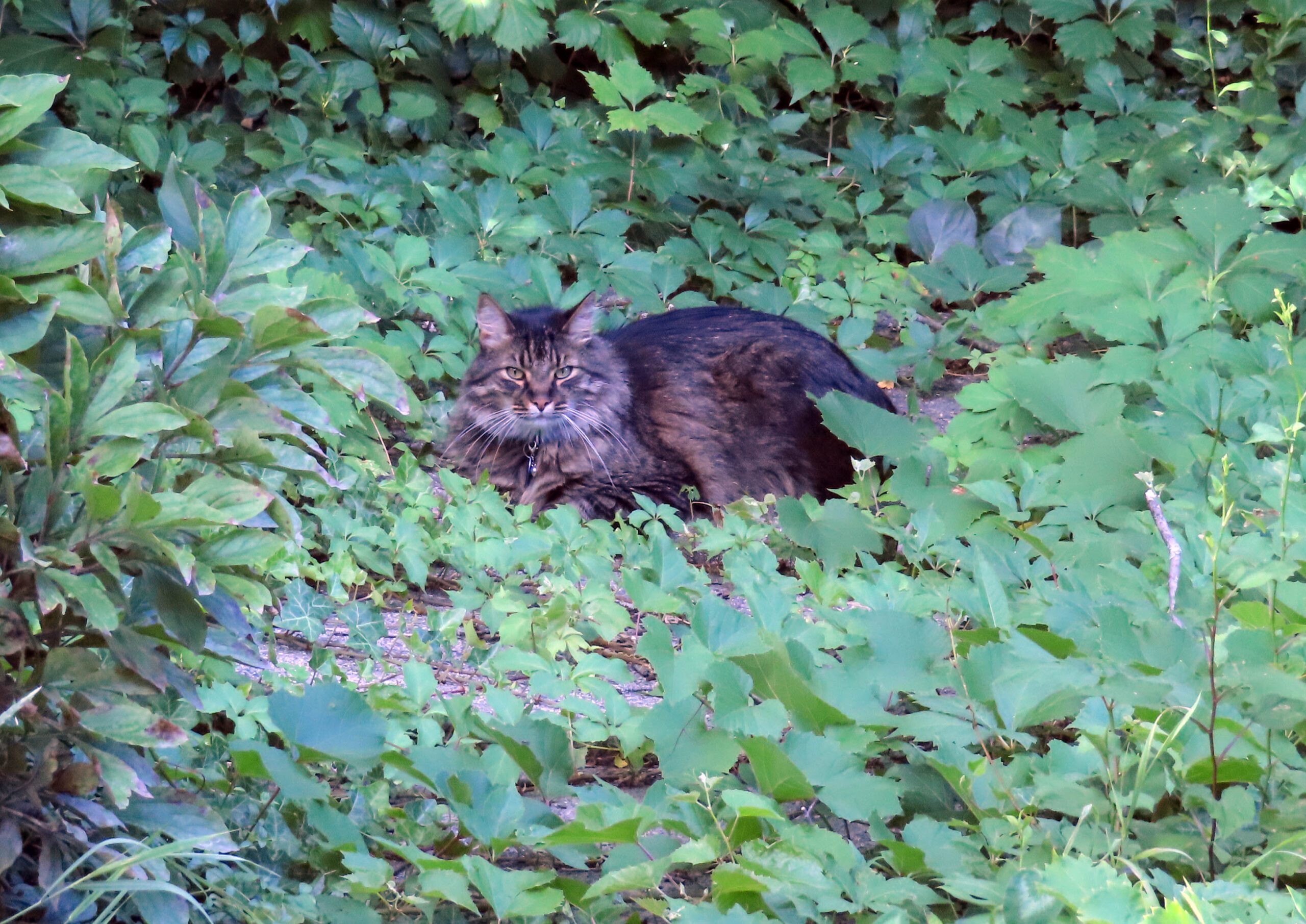 Rocket J Feline Fischman the day before he died